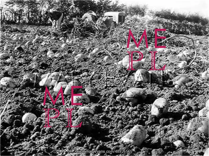  : BUMPER POTATOE CROP
