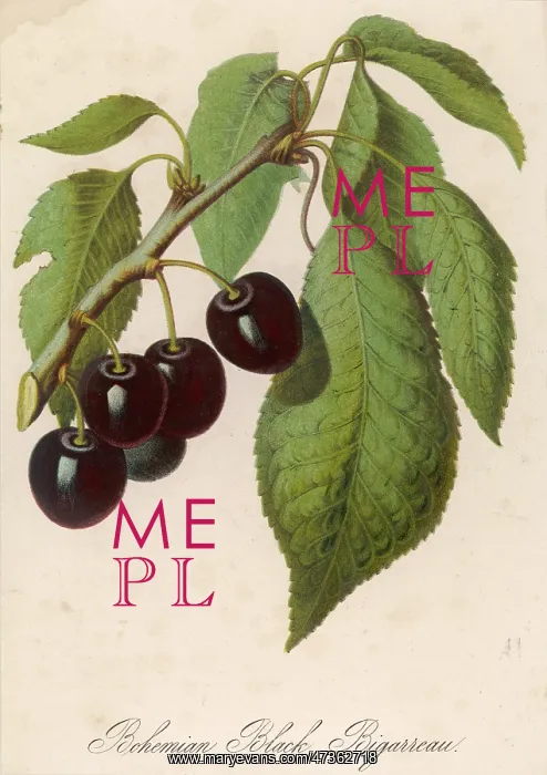 : BUNCH OF BLACK CHERRIES : BUNCH OF BLACK CHERRIES