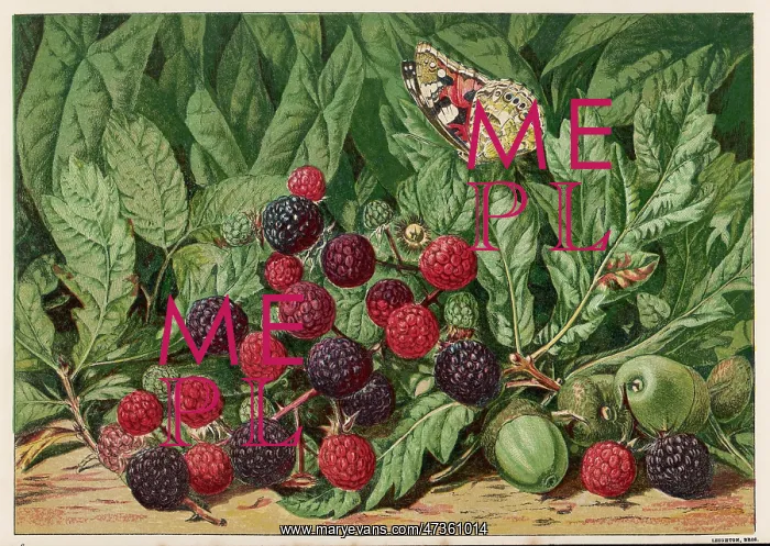 : A BUNCH OF BLACKBERRIES : A BUNCH OF BLACKBERRIES