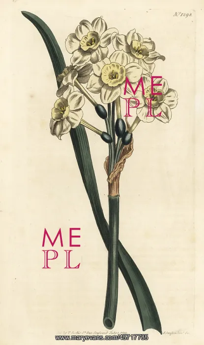 : Bunch-flowered daffodil, Narcissus tazetta : Bunch-flowered daffodil, Narcissus tazetta