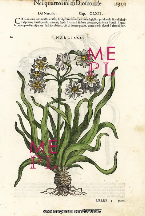 : Bunch-flowered daffodil, Narcissus tazetta : Bunch-flowered daffodil, Narcissus tazetta