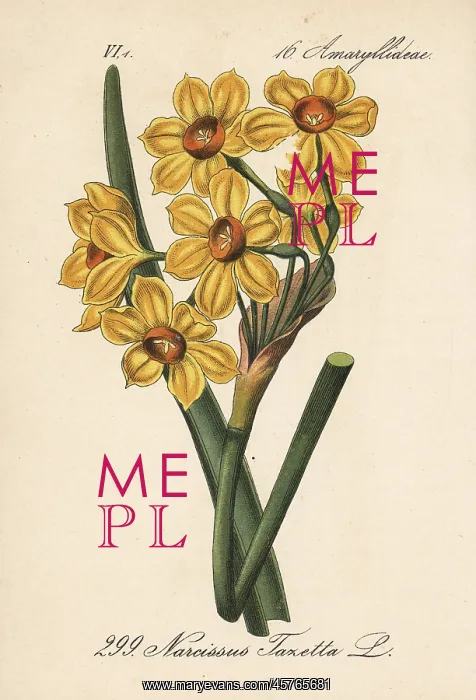 : Bunch-flowered daffodil, Narcissus tazetta : Bunch-flowered daffodil, Narcissus tazetta