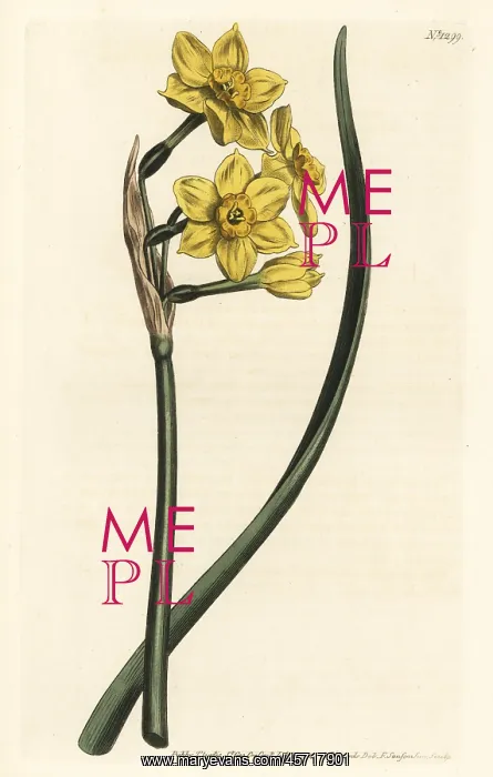: Bunch-flowered daffodil, Narcissus tazetta subsp. aureus : Bunch-flowered daffodil, Narcissus tazetta subsp. aureus