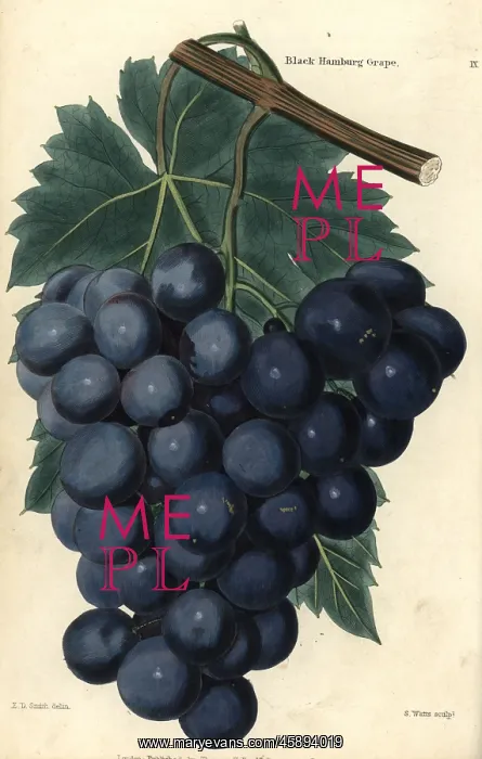 : Bunch of grapes and vine leaf of the Black : Bunch of grapes and vine leaf of the Black