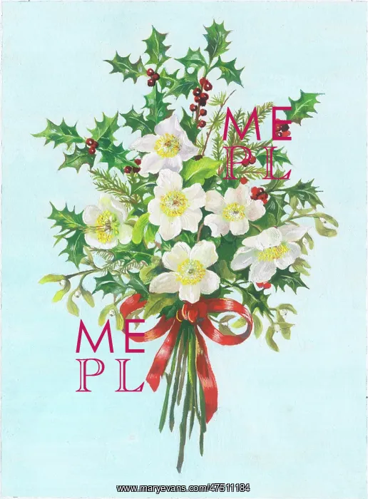 : Bunch of Holly, Christmas roses and mistletoe : Bunch of Holly, Christmas roses and mistletoe
