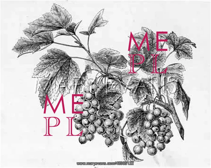  : BUNCH OF REDCURRANTS