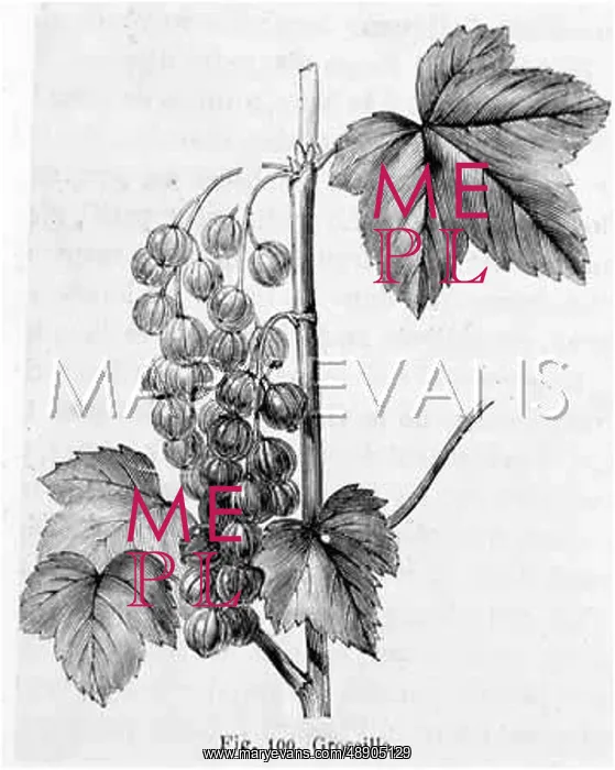  : BUNCH OF REDCURRANTS