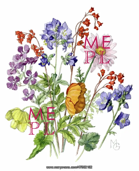 : A bunch of summer flowers : A bunch of summer flowers
