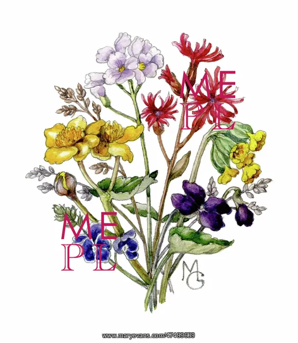 : Bunch of wild flowers : Bunch of wild flowers