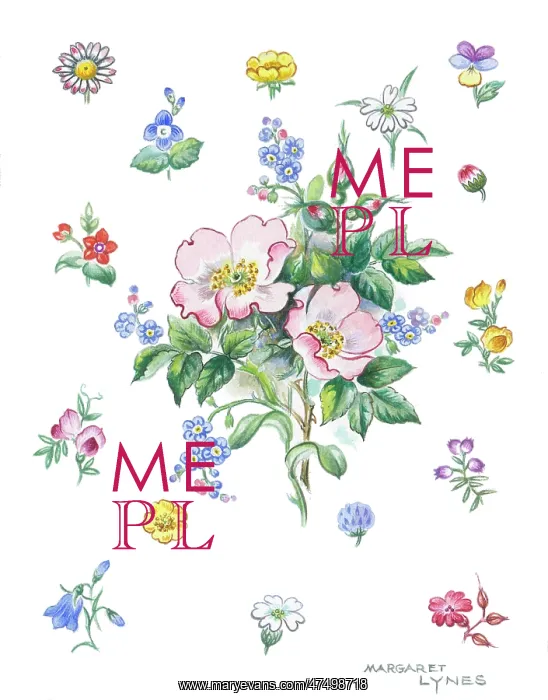 : Bunch of wild roses surrounded wild flowers : Bunch of wild roses surrounded wild flowers