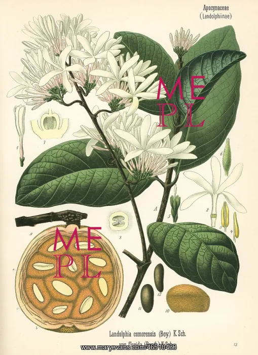 : Bungo fruit, mbungo or rubber vine, Saba comorensis : Bungo fruit, mbungo or rubber vine, Saba comorensis