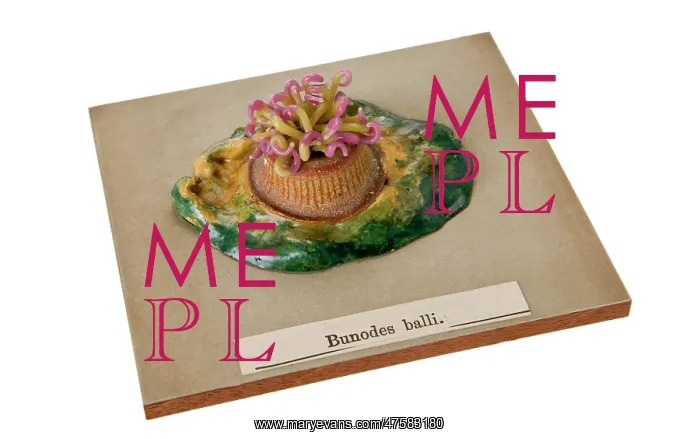 : Bunodes ballii, sea anemone : Bunodes ballii, sea anemone