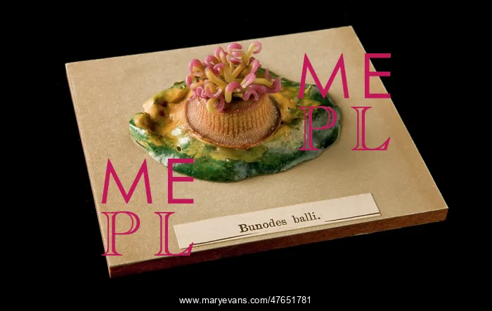 : Bunodes ballii, sea anemone : Bunodes ballii, sea anemone