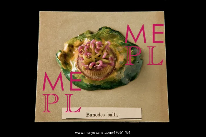 : Bunodes ballii, sea anemone : Bunodes ballii, sea anemone