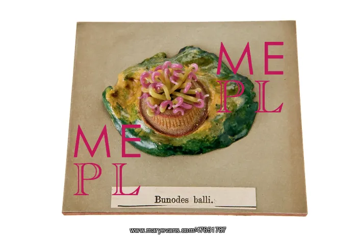 : Bunodes ballii, sea anemone : Bunodes ballii, sea anemone