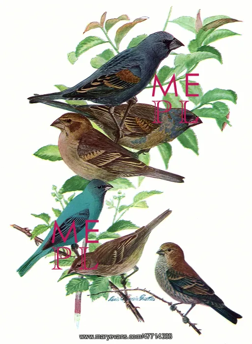  : Buntings, Grossbeaks