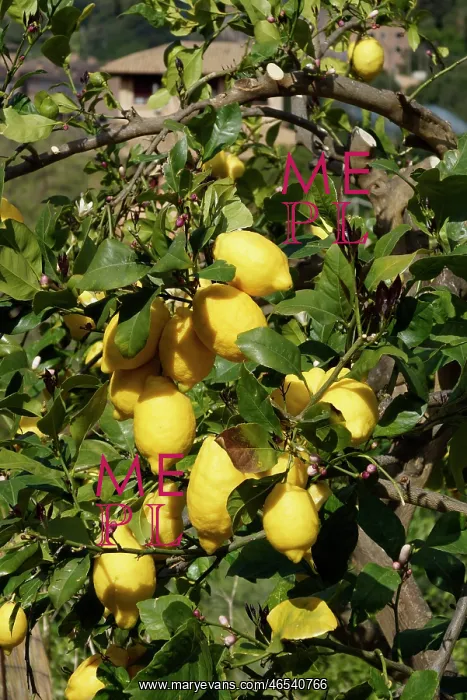: Bunyola, Mallorca, Spain, - Lemons : Bunyola, Mallorca, Spain, - Lemons