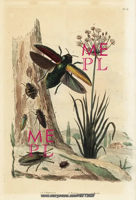 : Buprestis beetles, flowering rush and pill beetle : Buprestis beetles, flowering rush and pill beetle