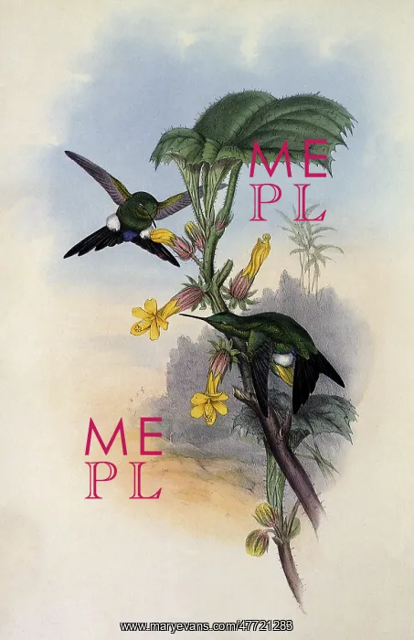 : Buquet's Puffleg, Eriocnemis Luciani : Buquet's Puffleg, Eriocnemis Luciani