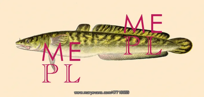 : The Burbot : The Burbot