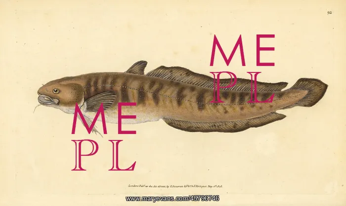 : Burbot, Lota lota : Burbot, Lota lota