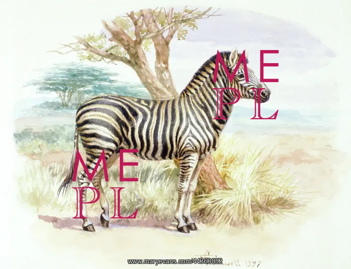  : Burchell's Zebra, 1897