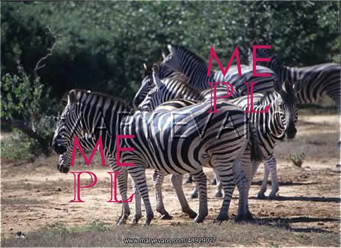 : BURCHELL'S ZEBRA : BURCHELL'S ZEBRA