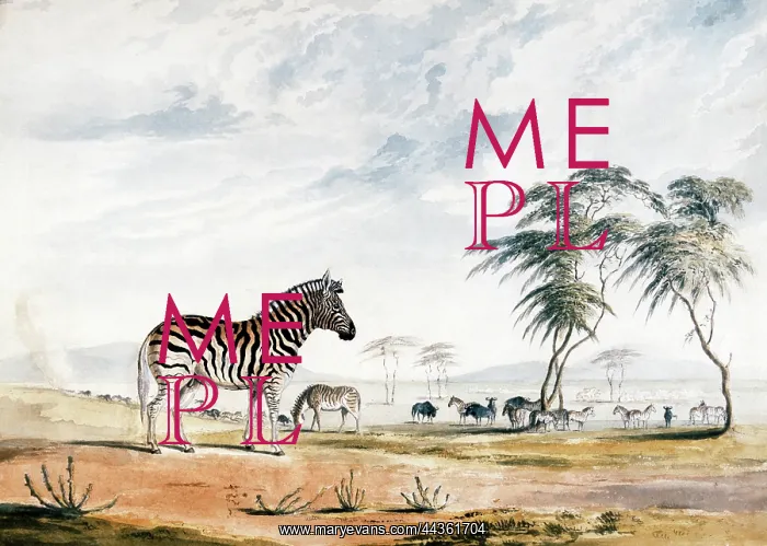 : Burchell's Zebra, circa 1836 : Burchell's Zebra, circa 1836