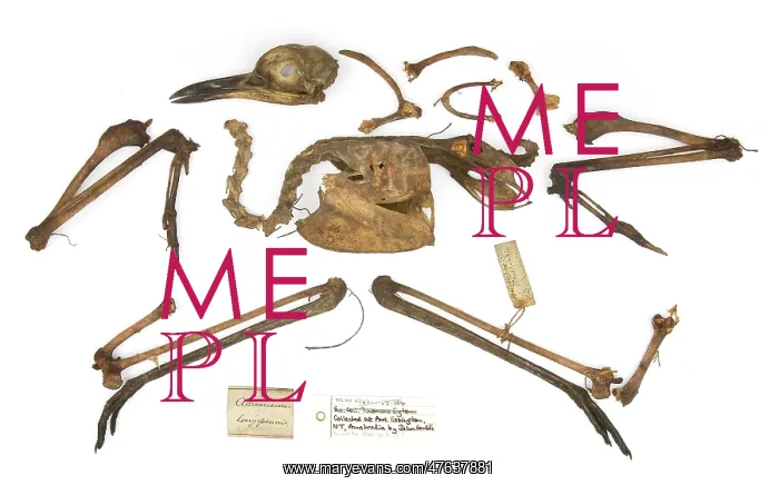 : Burhinus grallarius, skeleton Gould Collection : Burhinus grallarius, skeleton Gould Collection