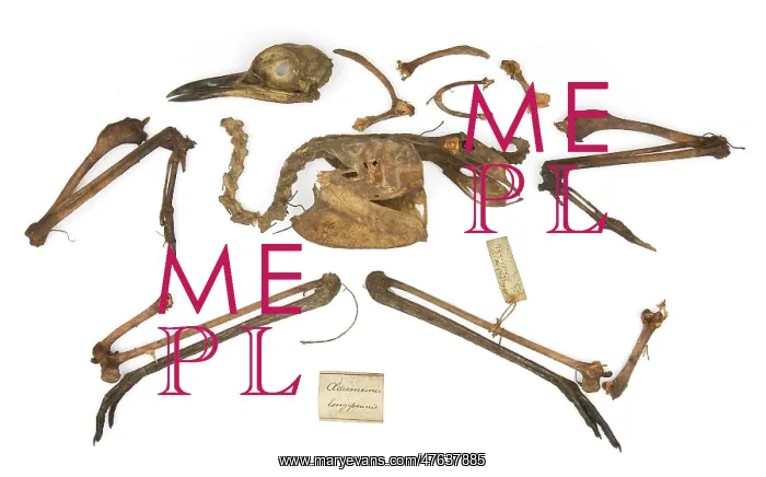 : Burhinus grallarius, skeleton Gould Collection : Burhinus grallarius, skeleton Gould Collection