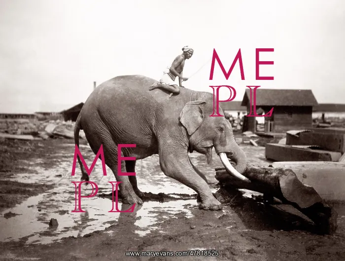  : Burma Myanmar working elephant in timber yard