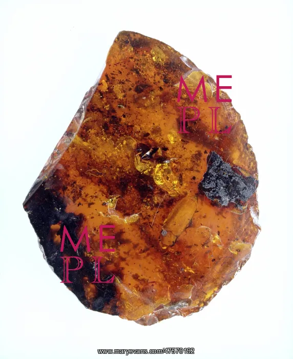 : Burmese amber : Burmese amber