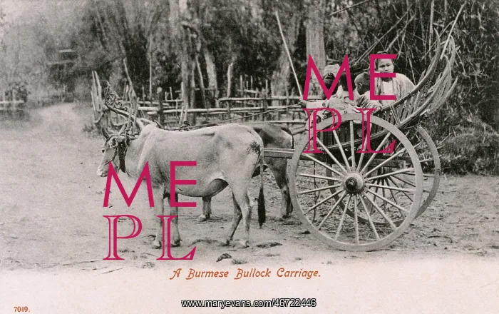  : A Burmese Bullock Carriage