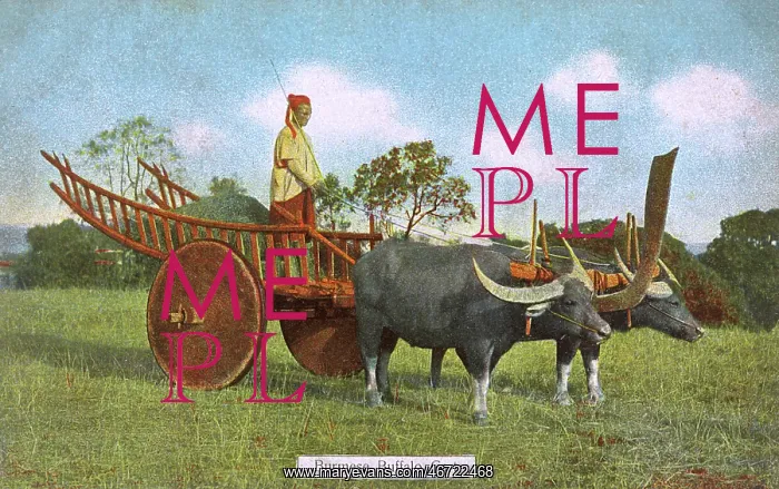  : A Burmese Water Buffalo Cart