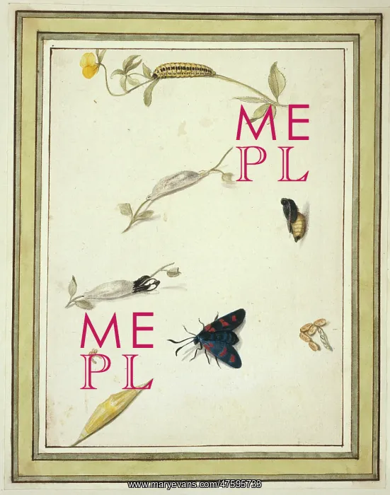 : Burnet moth : Burnet moth