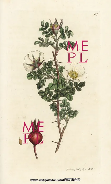 : Burnet rose, Rosa spinosissima : Burnet rose, Rosa spinosissima