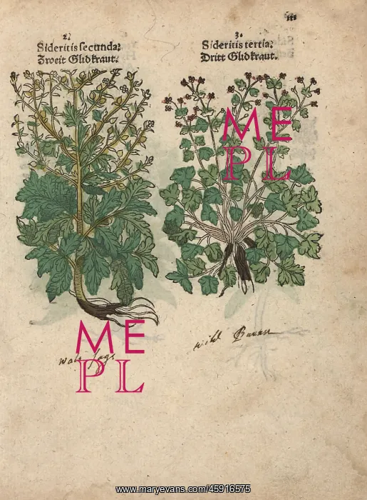: Burnet, Sanguisorba minor, and herb robert : Burnet, Sanguisorba minor, and herb robert