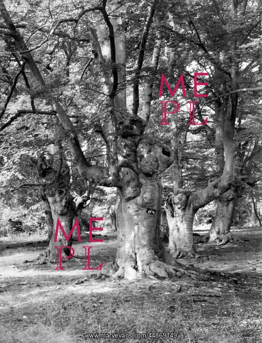 : BURNHAM BEECHES : BURNHAM BEECHES