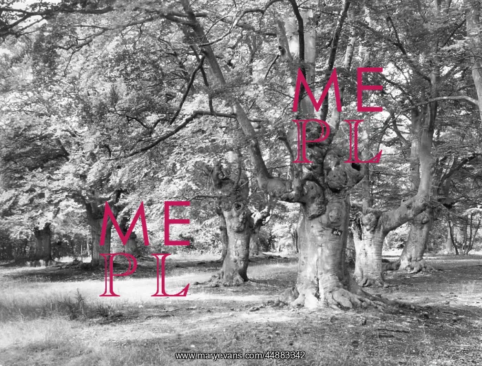 : BURNHAM BEECHES : BURNHAM BEECHES