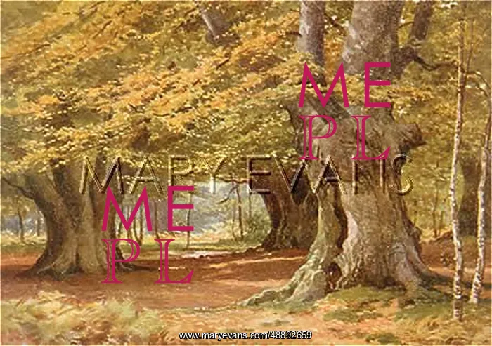 : BURNHAM BEECHES / BUCKS : BURNHAM BEECHES / BUCKS