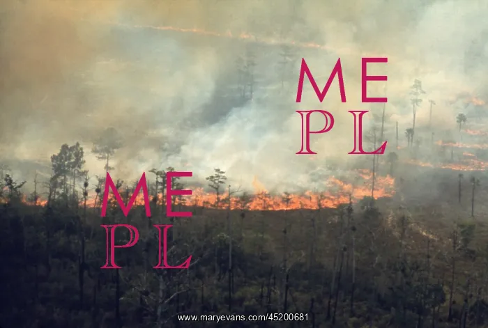 : Burning fields in the Florida Everglades ? : Burning fields in the Florida Everglades ?