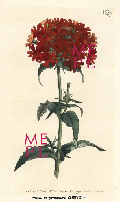 : Burning love, Silene chalcedonica : Burning love, Silene chalcedonica