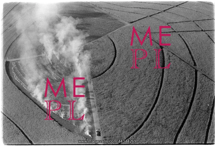 : Burning of sugar cane crop to remove dried husks in : Burning of sugar cane crop to remove dried husks in