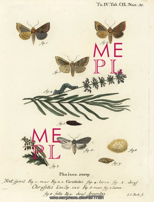 : Burnished brass and green silver-spangled shark moths : Burnished brass and green silver-spangled shark moths