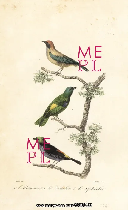 : Burnished-buff tanager, green-headed tanager and : Burnished-buff tanager, green-headed tanager and