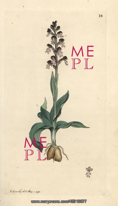 : Burnt-tip orchid, Neotinea ustulata : Burnt-tip orchid, Neotinea ustulata