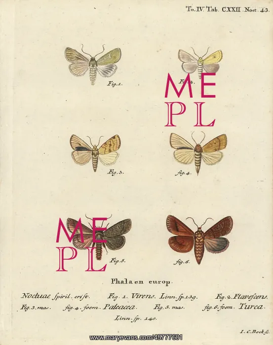 : Burren green, sallow, angle-striped sallow and double : Burren green, sallow, angle-striped sallow and double