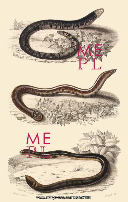 : Burrowing Lizard and Blind Snake : Burrowing Lizard and Blind Snake