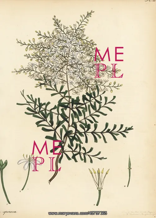 : Bursaria spinosa : Bursaria spinosa
