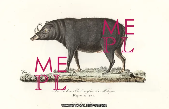 : Buru babirusa or Moluccan babirusa, Babyrousa babyrussa : Buru babirusa or Moluccan babirusa, Babyrousa babyrussa
